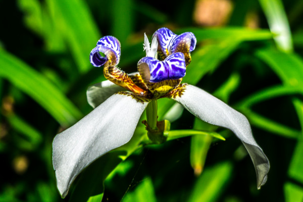 Hawaiian flower