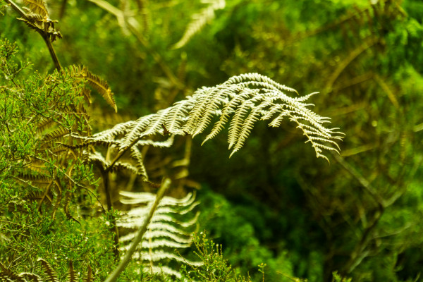 Portuguese forestry