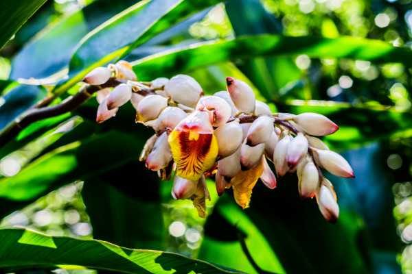 Hawaiian flowers