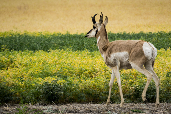 Montana deer overlooking open field