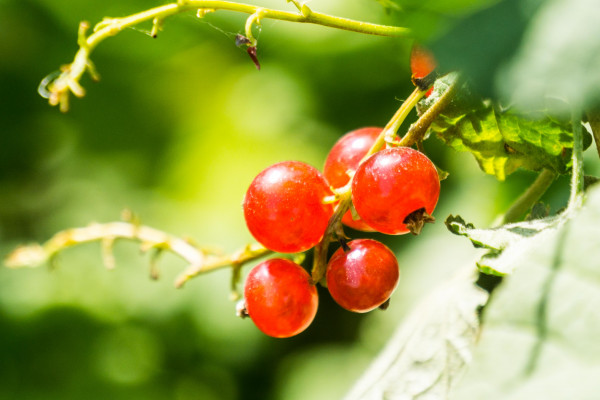 Sour cherries