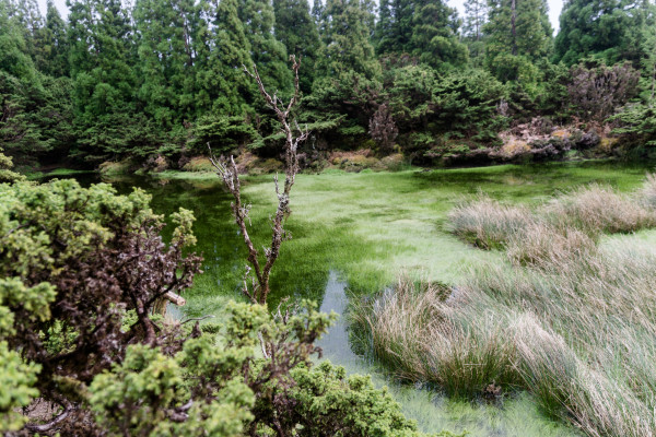 Portuguese swamp